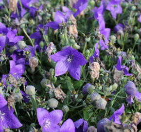 Zvonkovec velkokvětý, boubelka 'Codo Blue' - Platycodon grandiflorus 'Codo Blue'