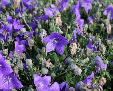 Zvonkovec velkokvětý, boubelka 'Codo Blue'