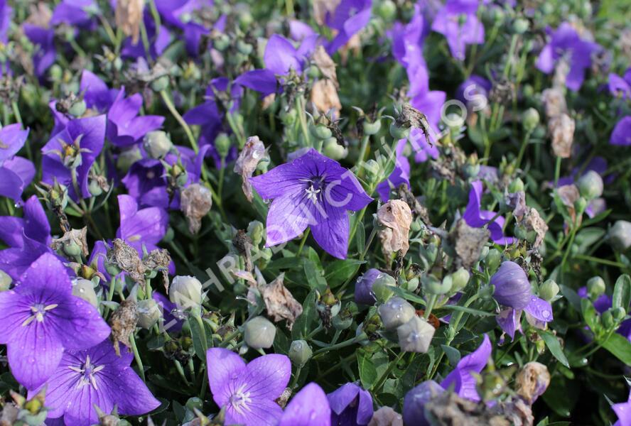 Zvonkovec velkokvětý, boubelka 'Codo Blue' - Platycodon grandiflorus 'Codo Blue'