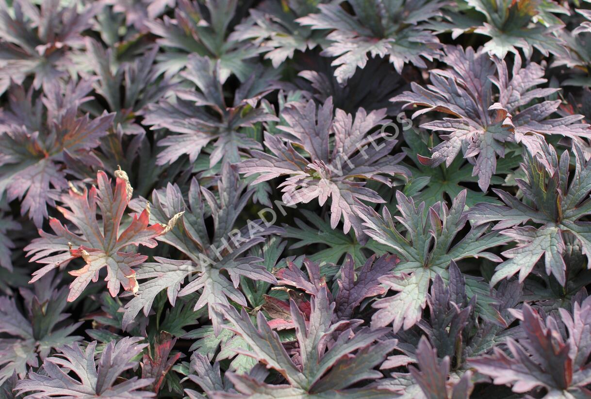 Kakost luční 'Dark Reiter' - Geranium pratense 'Dark Reiter'