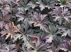 Kakost luční 'Dark Reiter' - Geranium pratense 'Dark Reiter'