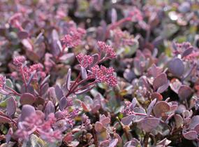 Rozchodník 'Red Sparkler' - Sedum hybridum 'Red Sparkle'