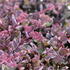 Sedum hybridum 'Red Sparkle'.JPG
