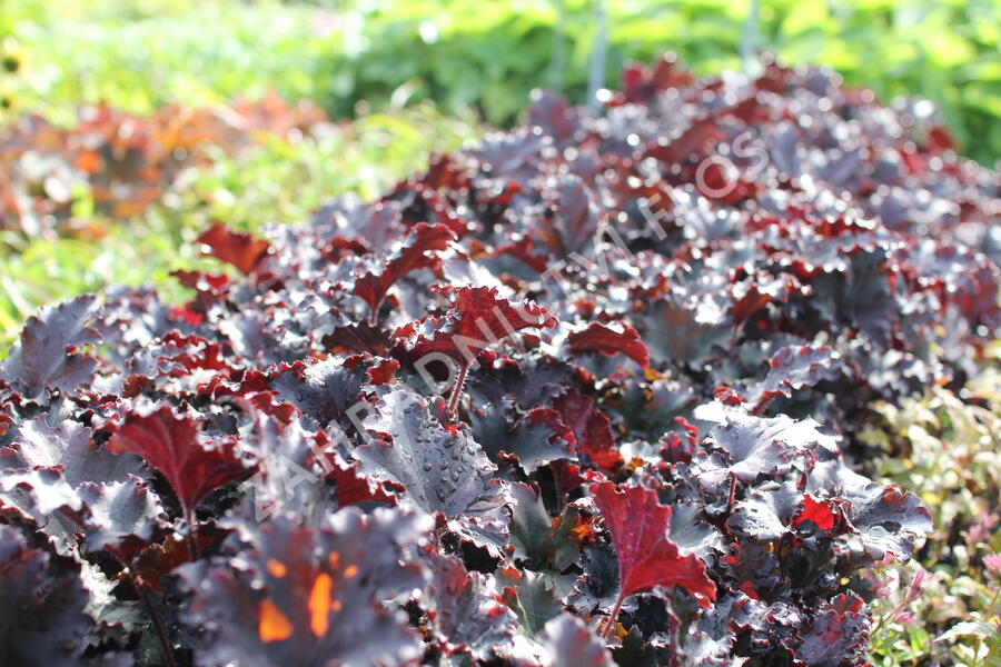 Dlužicha 'Binoche' - Heuchera hybrida 'Binoche'