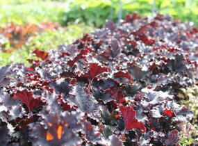 Dlužicha 'Binoche' - Heuchera hybrida 'Binoche'