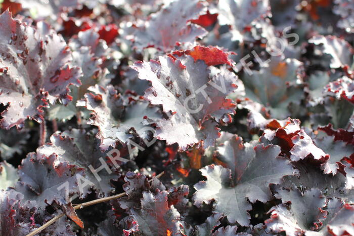 Dlužicha 'Binoche' - Heuchera hybrida 'Binoche'
