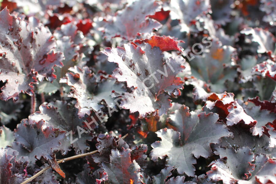 Dlužicha 'Binoche' - Heuchera hybrida 'Binoche'