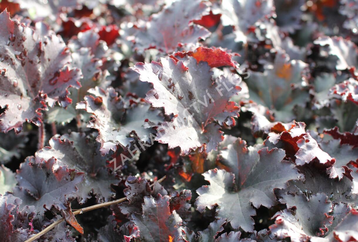 Dlužicha 'Binoche' - Heuchera hybrida 'Binoche'