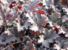 Dlužicha 'Binoche' - Heuchera hybrida 'Binoche'