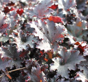 Dlužicha 'Binoche' - Heuchera hybrida 'Binoche'