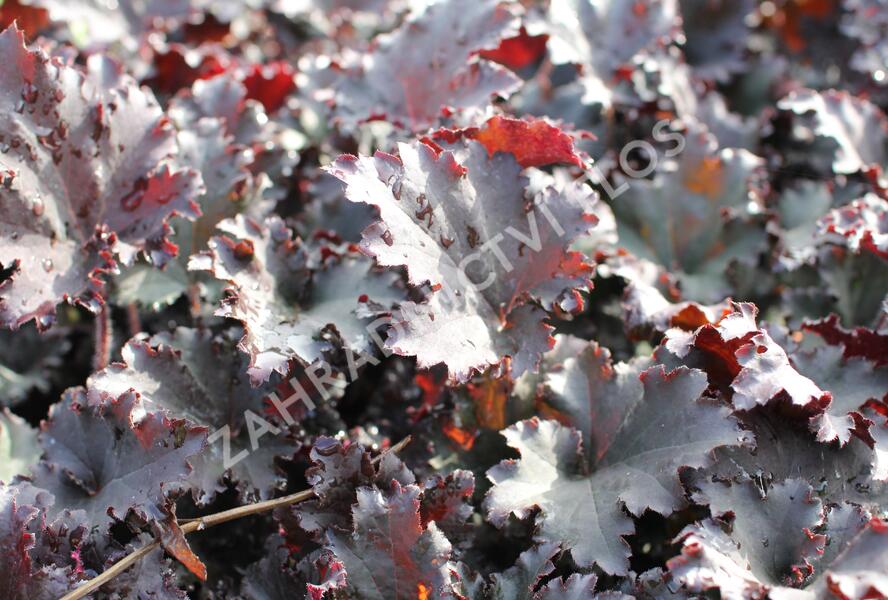 Dlužicha 'Binoche' - Heuchera hybrida 'Binoche'
