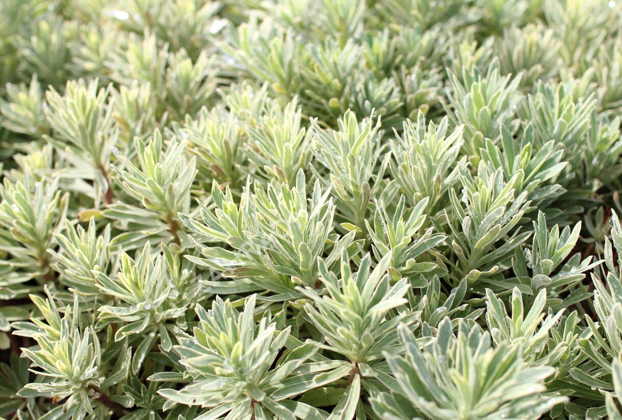 Pryšec hnědokvětý 'Silver Edge' - Euphorbia characias 'Silver Edge'