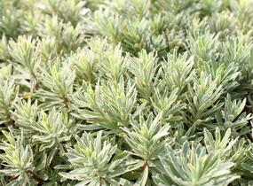 Pryšec hnědokvětý 'Silver Edge' - Euphorbia characias 'Silver Edge'