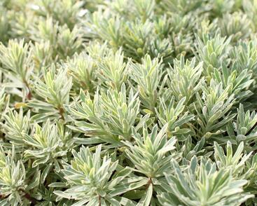 Pryšec hnědokvětý 'Silver Edge'