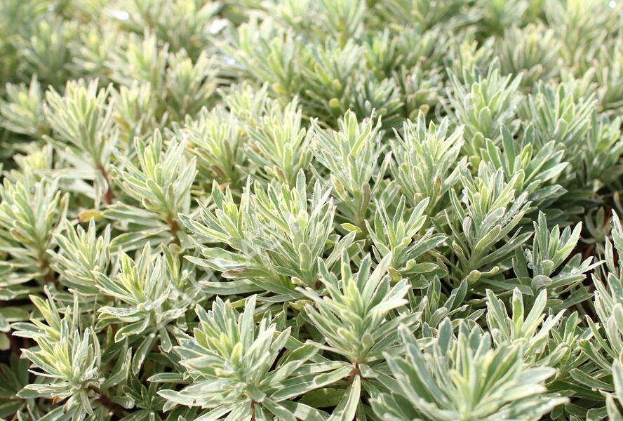 Pryšec hnědokvětý 'Silver Edge' - Euphorbia characias 'Silver Edge'