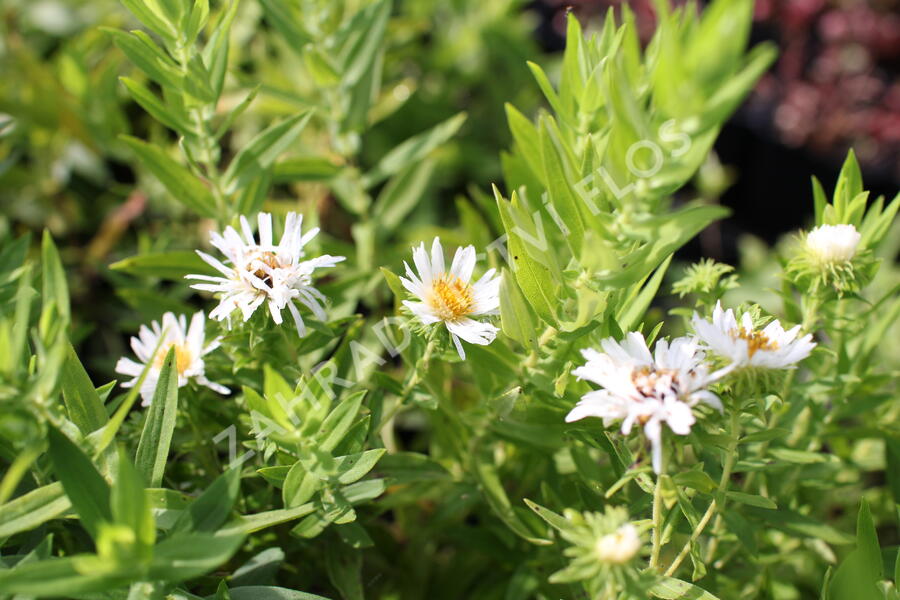 Hvězdnice novoanglická 'Herbstschnee' - Aster novae-angliae 'Herbstschnee'