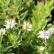Hvězdnice novoanglická 'Herbstschnee' - Aster novae-angliae 'Herbstschnee'