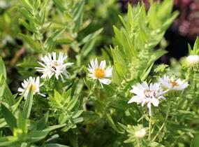 Hvězdnice novoanglická 'Herbstschnee' - Aster novae-angliae 'Herbstschnee'