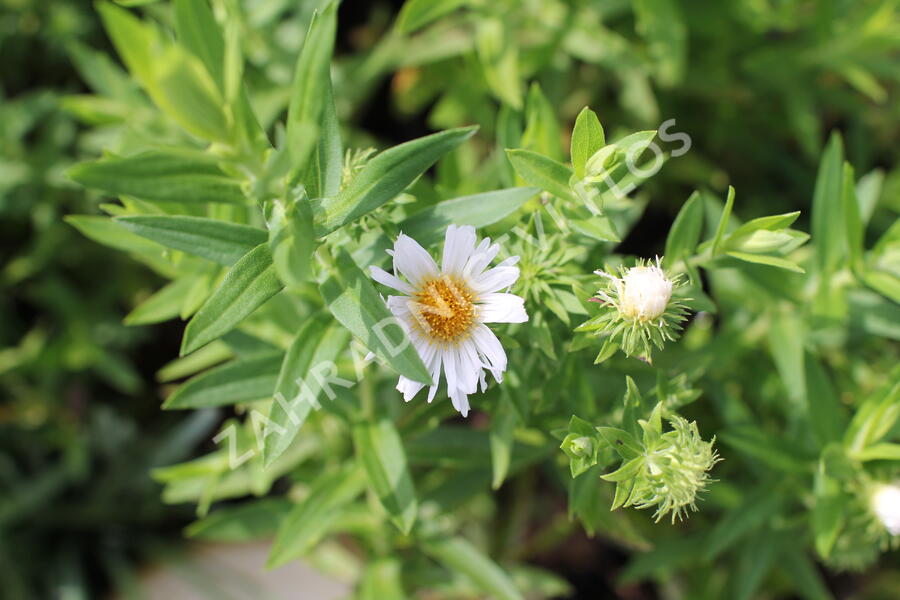 Hvězdnice novoanglická 'Herbstschnee' - Aster novae-angliae 'Herbstschnee'