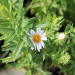 Hvězdnice novoanglická 'Herbstschnee' - Aster novae-angliae 'Herbstschnee'