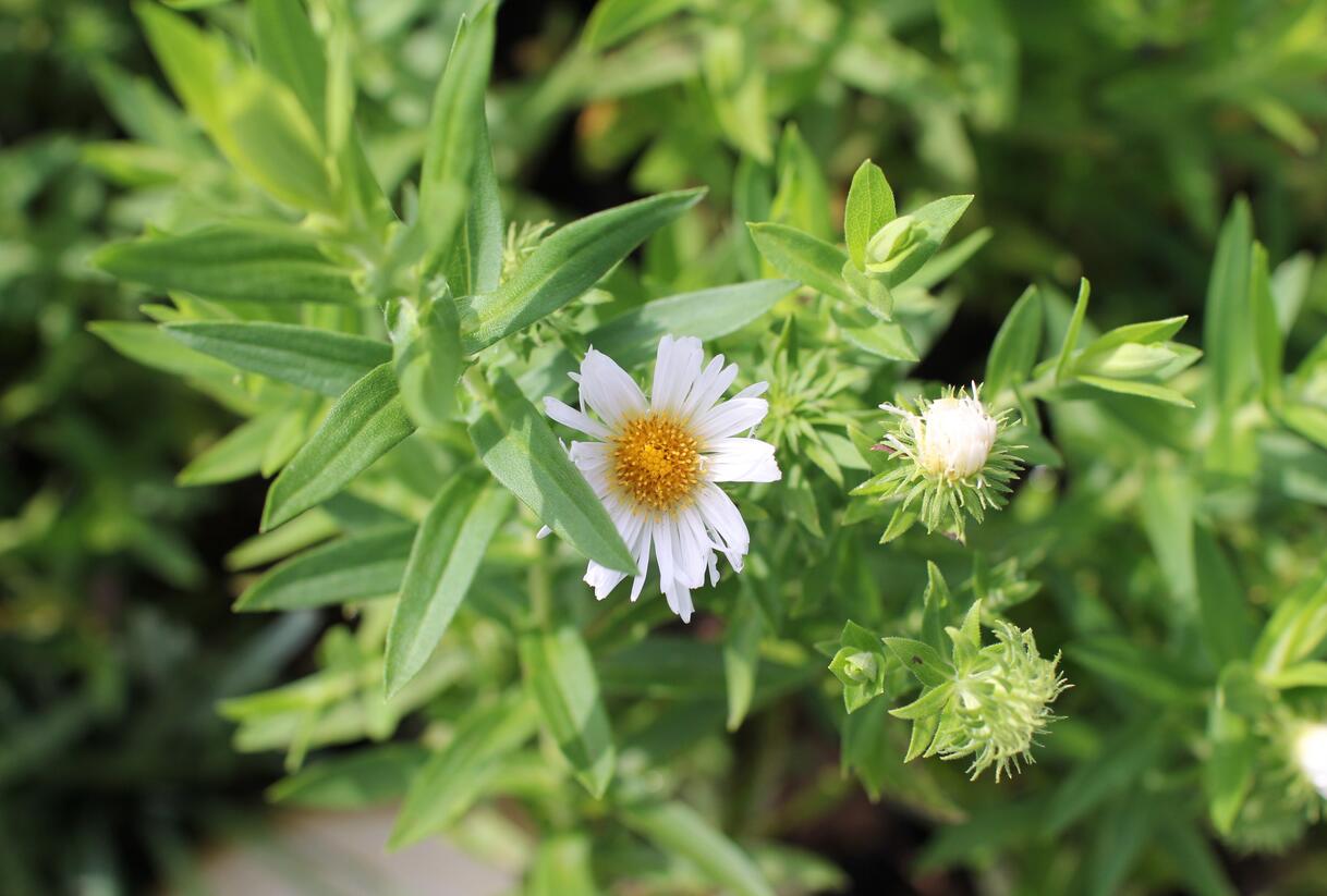 Hvězdnice novoanglická 'Herbstschnee' - Aster novae-angliae 'Herbstschnee'
