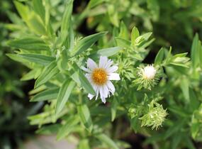 Hvězdnice novoanglická 'Herbstschnee' - Aster novae-angliae 'Herbstschnee'