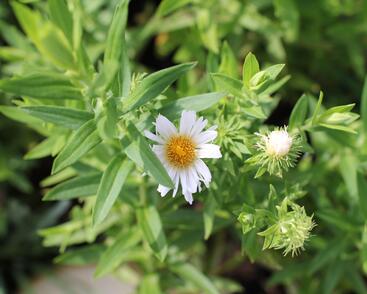Hvězdnice novoanglická 'Herbstschnee'