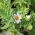 Aster novae-angliae 'Herbstschnee'.JPG