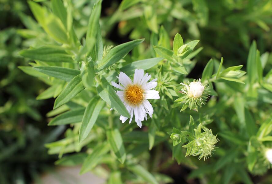 Hvězdnice novoanglická 'Herbstschnee' - Aster novae-angliae 'Herbstschnee'