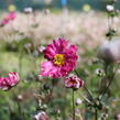 Sasanka hupejská 'Alando Double Rose' - Anemone hupehensis 'Alando Double Rose'