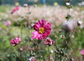 Sasanka hupejská 'Alando Double Rose' - Anemone hupehensis 'Alando Double Rose'