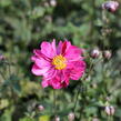 Sasanka hupejská 'Alando Double Rose' - Anemone hupehensis 'Alando Double Rose'