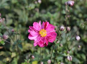 Sasanka hupejská 'Alando Double Rose' - Anemone hupehensis 'Alando Double Rose'