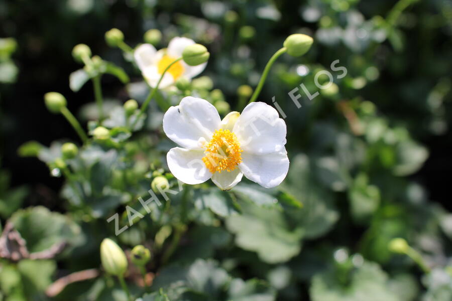 Sasanka hupejská'Alando White' - Anemone hupehensis 'Alando White'