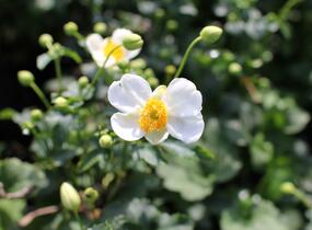 Sasanka hupejská 'Alando White' - Anemone hupehensis 'Alando White'