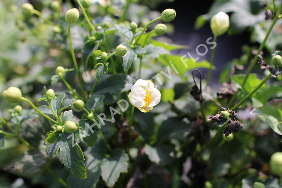 Sasanka hupejská'Alando White' - Anemone hupehensis 'Alando White'