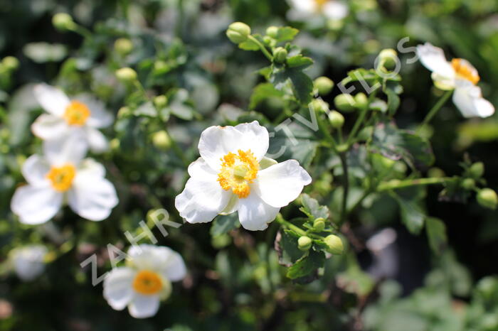 Sasanka hupejská'Alando White' - Anemone hupehensis 'Alando White'