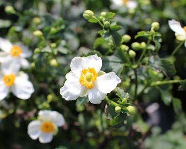 Sasanka hupejská 'Alando White'