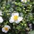 Anemone hupehensis 'Alando White'.JPG