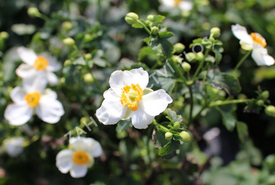 Sasanka hupejská 'Alando White' - Anemone hupehensis 'Alando White'