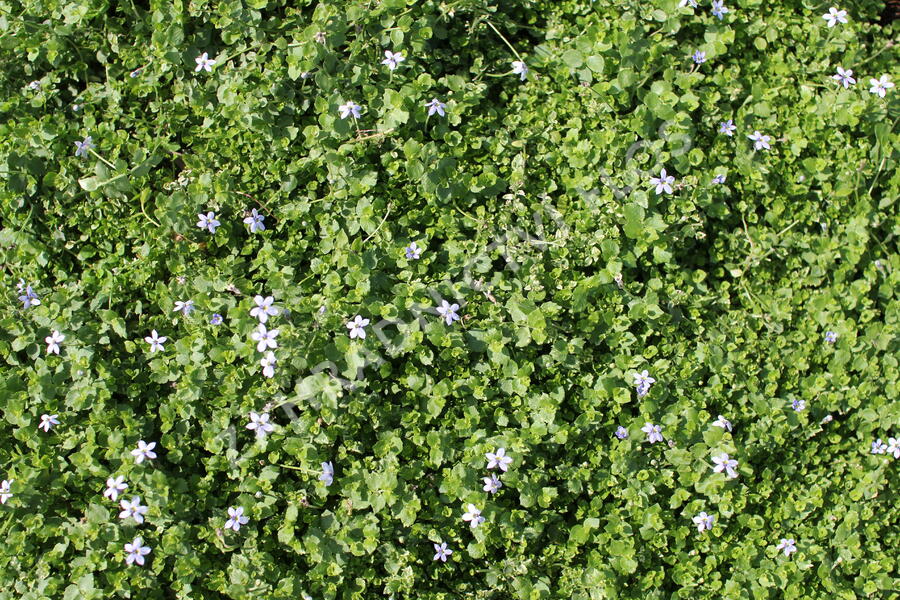 Isotoma - Isotoma fluviatilis