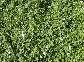 Isotoma - Isotoma fluviatilis