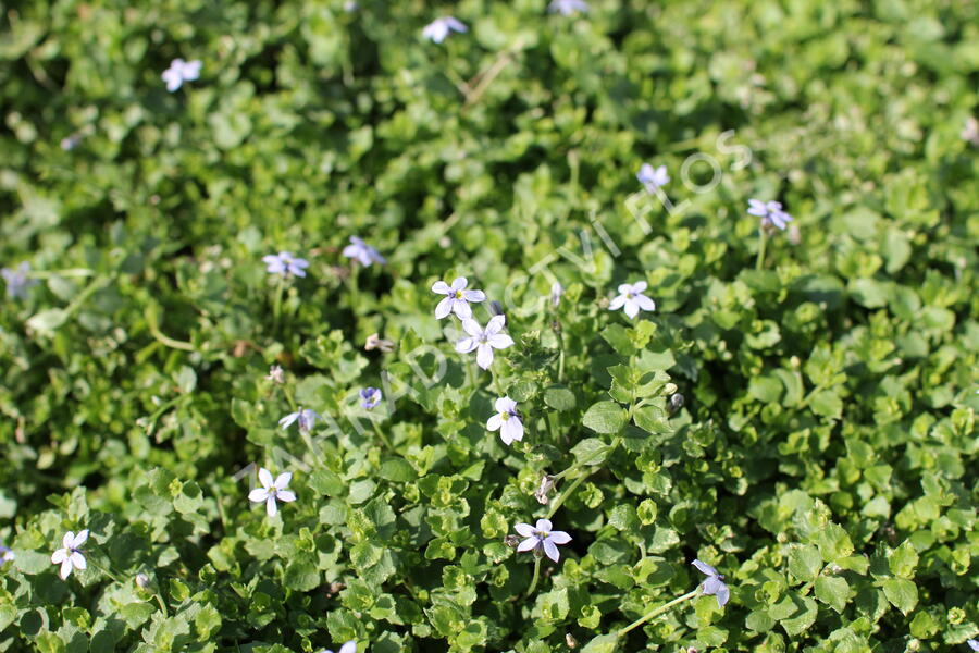 Isotoma - Isotoma fluviatilis