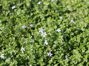 Isotoma - Isotoma fluviatilis