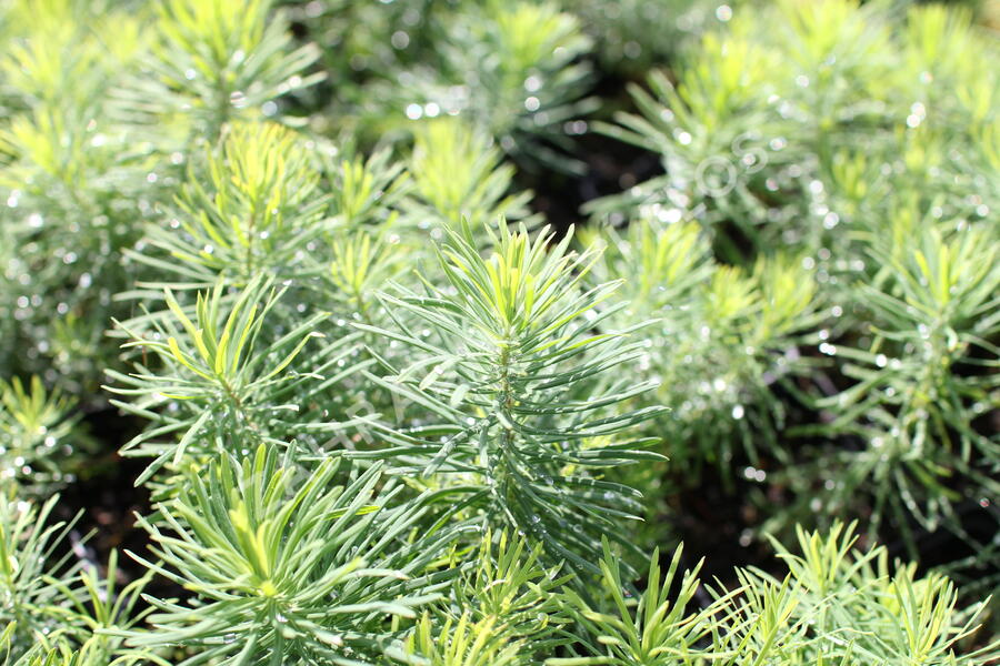 Pryšec chvojka 'Tall Boy' - Euphorbia cyparissias 'Tall Boy'