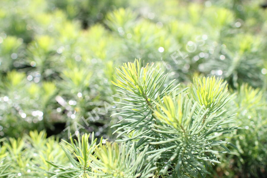Pryšec chvojka 'Tall Boy' - Euphorbia cyparissias 'Tall Boy'