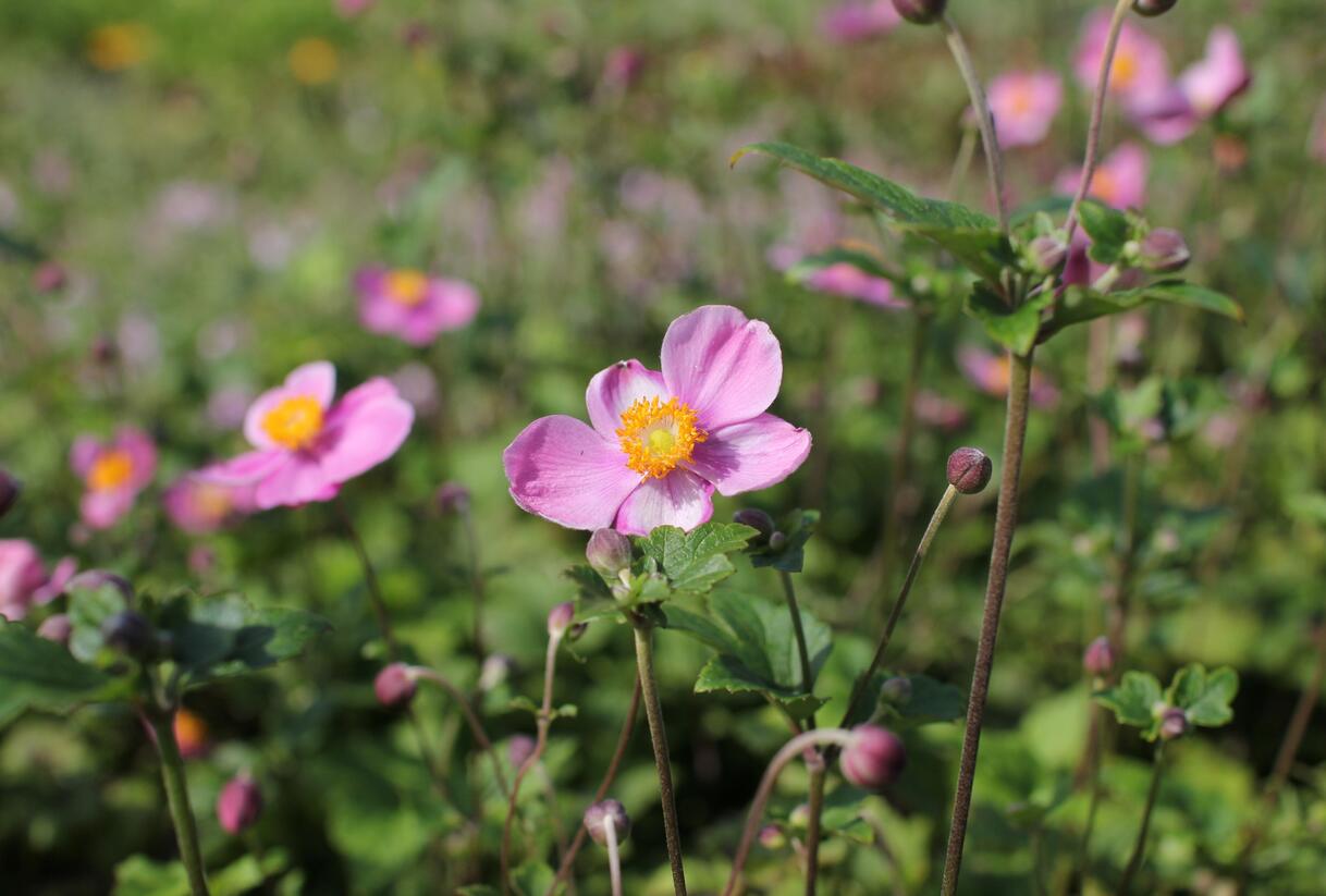 Sasanka hupejská 'Praecox' - Anemone hupehensis 'Praecox'
