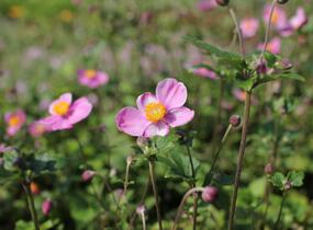 Sasanka hupejská 'Praecox' - Anemone hupehensis 'Praecox'