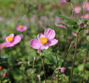 Sasanka japonská 'Praecox' - Anemone hupehensis 'Praecox'