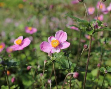 Sasanka hupejská 'Praecox'